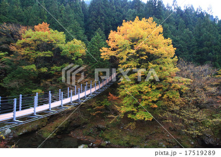 みたらい渓谷　紅葉　天川村　奈良県 17519289