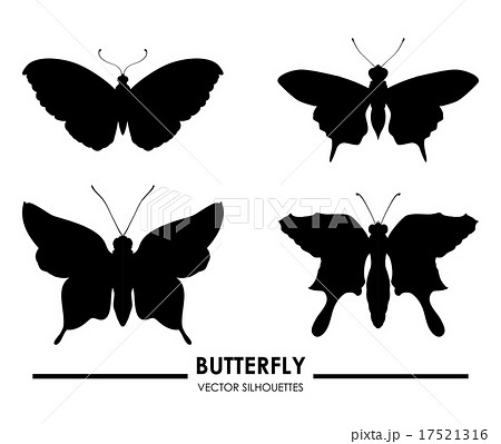 Butterfly design over white background vector illustration 17521316