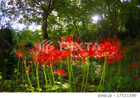 熊本県山都町栗山の彼岸花 17521390