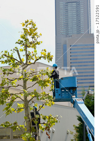 街路樹の剪定作業 17522591