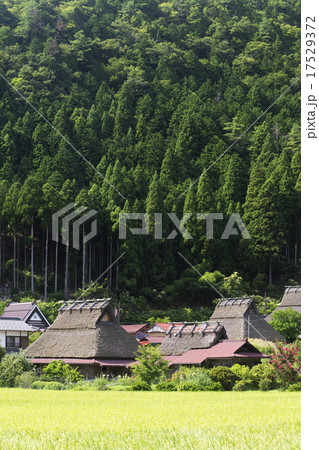 かやぶきの里 点景 かやぶきの里 点景 17529372