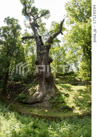 Memorable Oak Tree 17529594