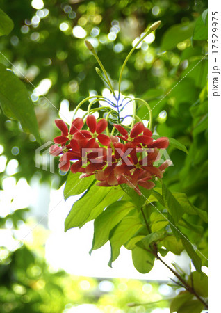 インドシクンシ 17529975