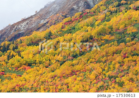 紅葉 秋色の栂池自然園 紅葉 秋色の栂池自然園 17530613
