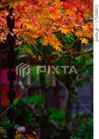 軒さきのカエデ 17530621