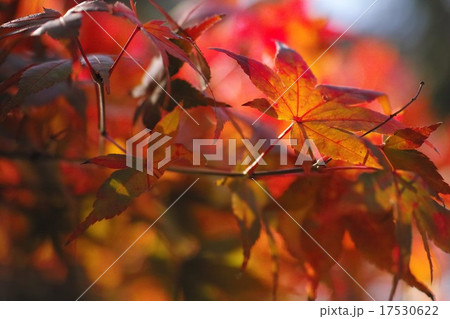 カエデのUP 17530622