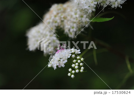 コデマリ コデマリ 17530624