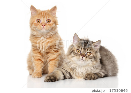 Pair of Persian cats 17530646