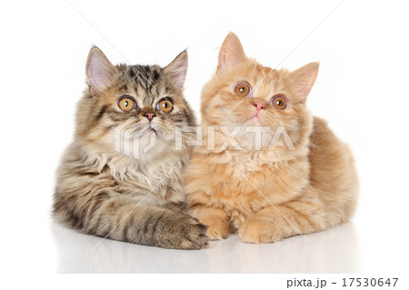 Persian kittens lying on a white background 17530647