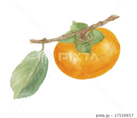 柿　カキ 17530657