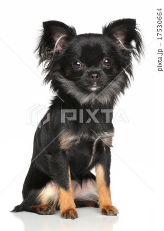 Long-Haired Chihuahua Long-Haired Chihuahua 17530664