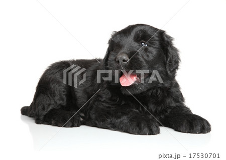 Black Russian terrier puppy 17530701