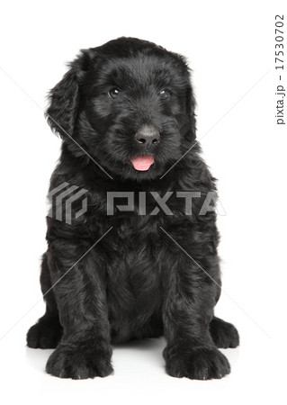 Black Russian terrier puppy 17530702