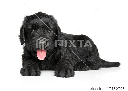 Russian Black terrier puppy 17530703