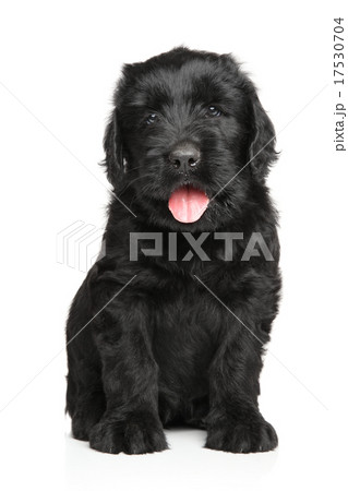 Russian Black terrier puppy 17530704