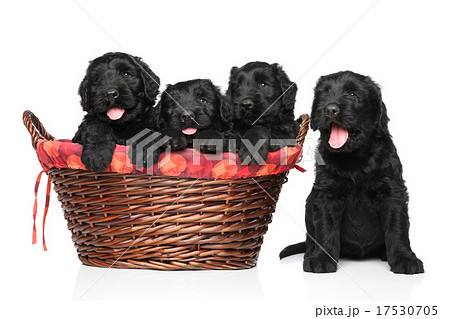 Black Russian terrier puppies 17530705