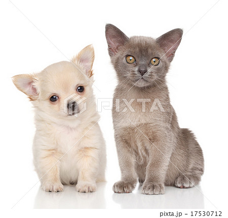 Puppy and kitten on white background 17530712