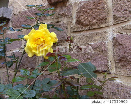 フランスのバラ 17530906