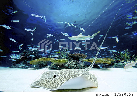 ヒョウモンオトメエイ 17530958