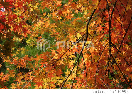 秋の紅葉 もみじ 秋の紅葉 もみじ 17530992