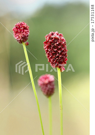 Sanguisorba officinalis 17531168