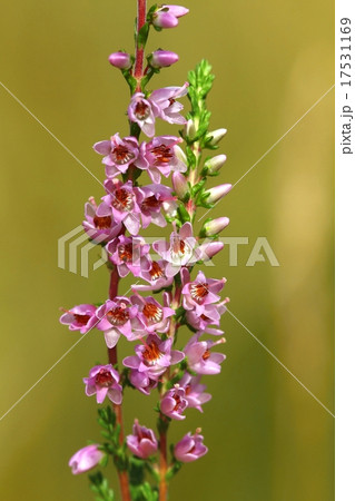 Healing Calluna vulgaris 17531169
