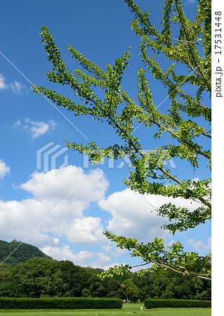 大宰府政庁跡のトウカエデ 17531448