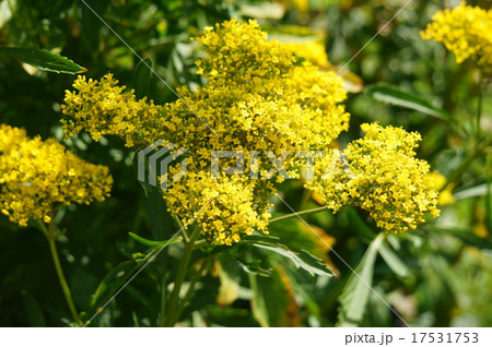 オミナエシ オミナエシ 17531753