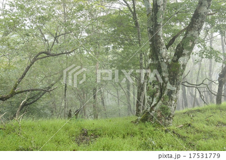 丹沢の森 17531779