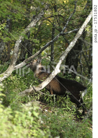 丹沢の鹿 17531802