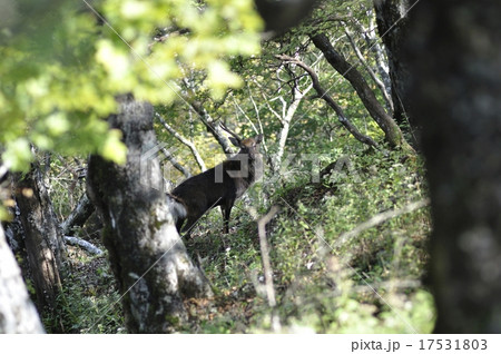 丹沢の鹿 17531803