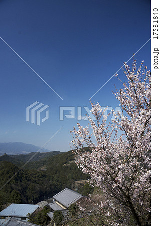 梅と青空 17531840