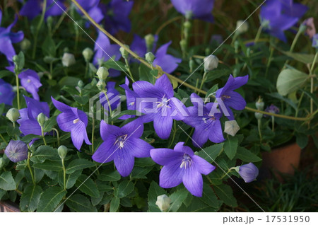 桔梗 桔梗 17531950