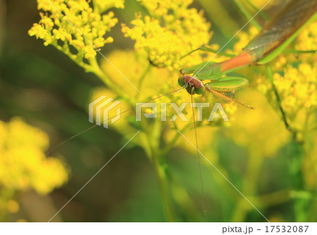 秋のカマキリ 17532087