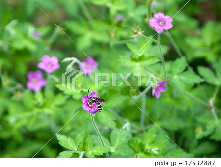 ゲンノショウコの花に蜂 ゲンノショウコの花に蜂 17532887
