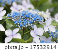 あじさい 17532914