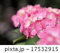 あじさい 17532915