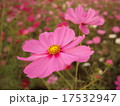 コスモス 17532947
