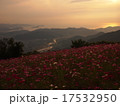 コスモス 17532950
