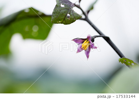 茄子の花 17533144