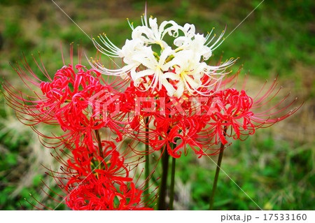 【福岡県うきは市つづら棚田】彼岸花 17533160