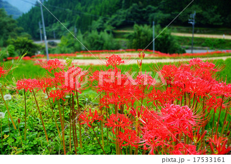 【福岡県うきは市つづら棚田】彼岸花 17533161
