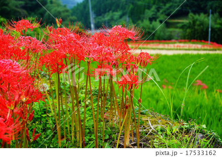 【福岡県うきは市つづら棚田】彼岸花 17533162