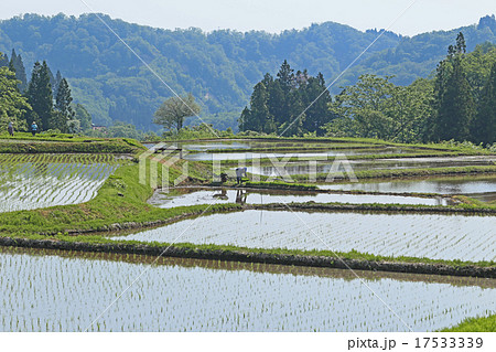 田植え風景 田植え風景 17533339