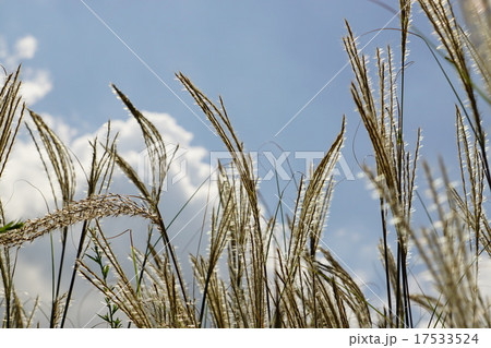 ススキ 17533524