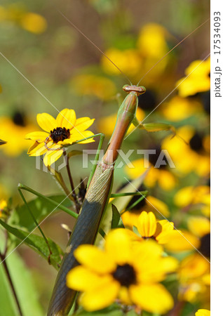 ルドベキア・タカオとカマキリ 17534093