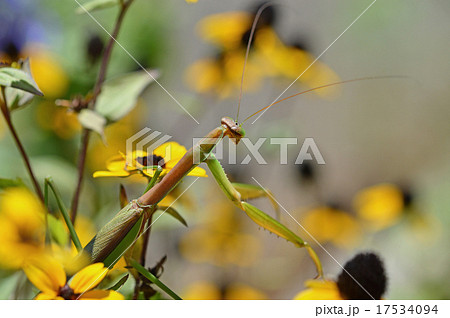 ルドベキア・タカオとカマキリ 17534094