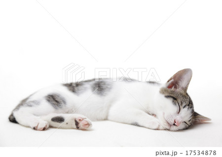 眠る子猫 17534878