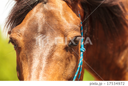 Closeup of majestic graceful brown horse 17534972