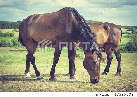 Majestic graceful brown horses in meadow. 17535008